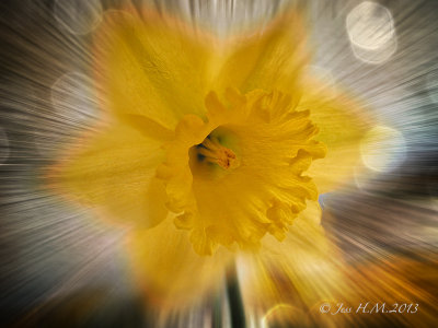 Daffodil ~ For St Davids Day ~Welsh National Day  