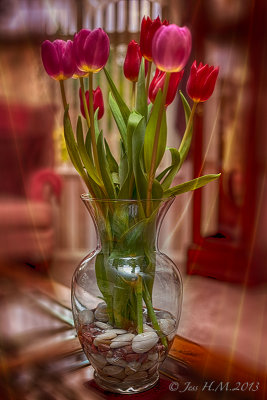 Tulips light up my Life.