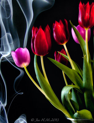 Smoke Tulips