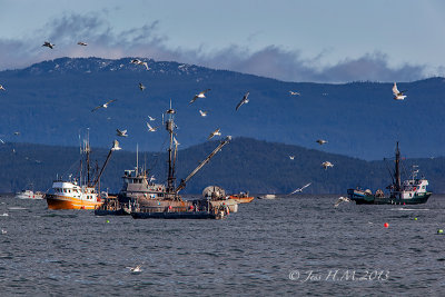 Herring Boats and Seagulls 