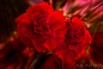 Red Carnations on Silk