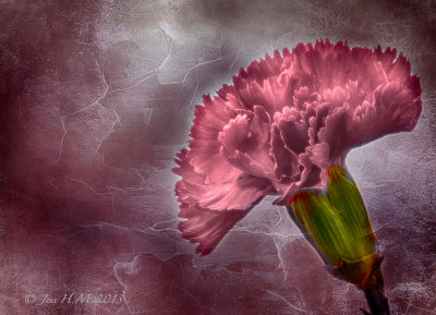 Pink Carnation