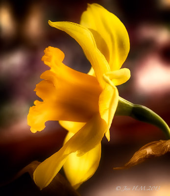 Simple Daffodil