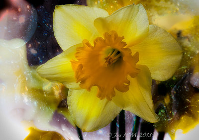 Daffodil Dreaming