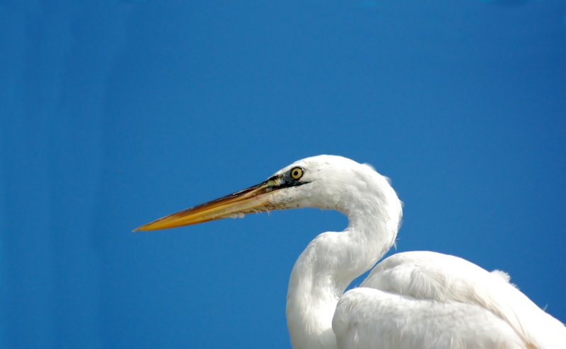 Posing great egret