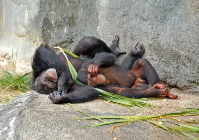 Chimp family