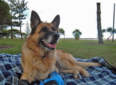 Dixie on rug at beach