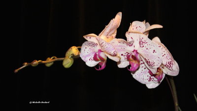 IMG_0120 Orchidée.0001.jpg