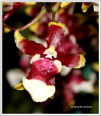 IMG_0101 Orchidée0001.jpg