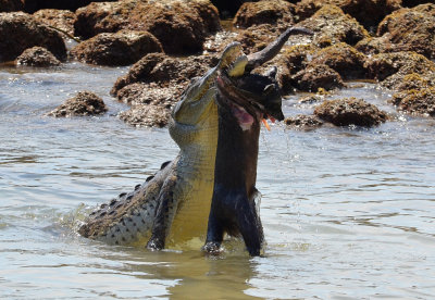 crocodile feast