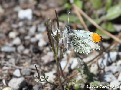 Falcate Orangetip (male)