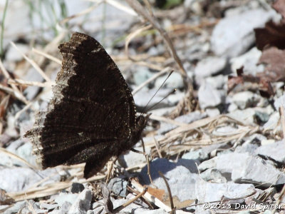 Mourning Cloak
