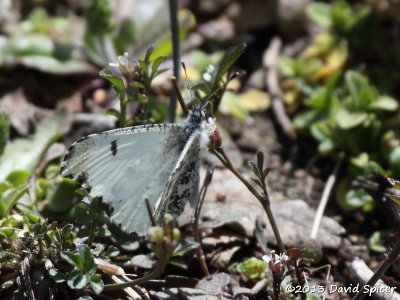 Falcate Orangetip (female)
