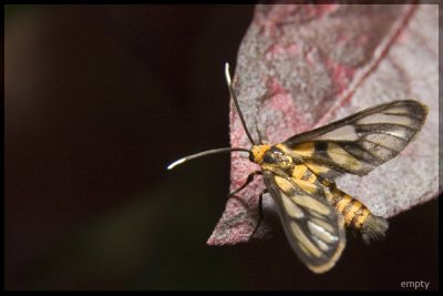 Moth.jpg