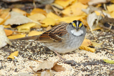 White-throated Sparrow