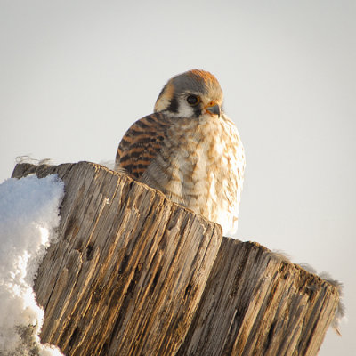 American Kestrel