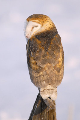 Barn Owl