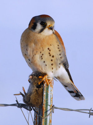 American Kestrel