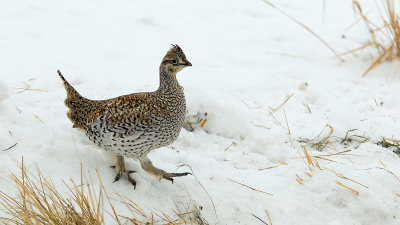 Sharp-tailed Grouse