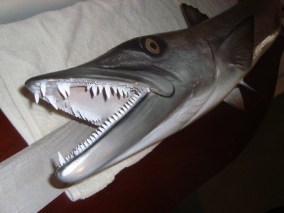 barracuda_feb_2013