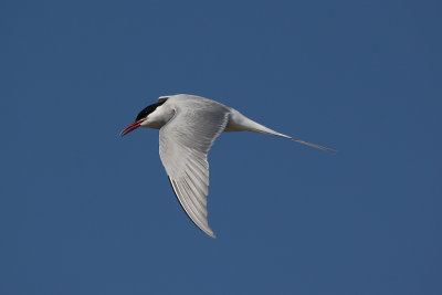 IMG_0094-copy.jpg