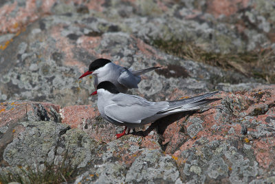 Arctic Tern