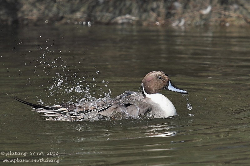 Northern Pintail (Anas acuta)