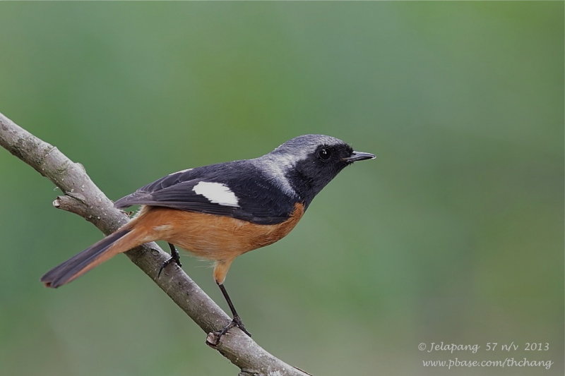 Daurian Redstart (Phoenicurus auroreus)