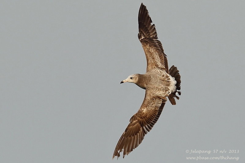 Herring Gull (Larus argentatus)