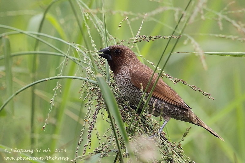 Scaly-breasted Munia (Lonchura punctulata)