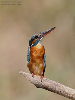 Common Kingfisher