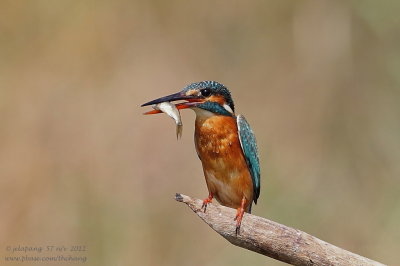 Common Kingfisher