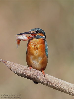 Common Kingfisher