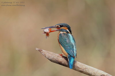Common Kingfisher