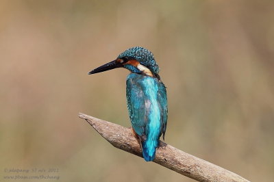 Common Kingfisher