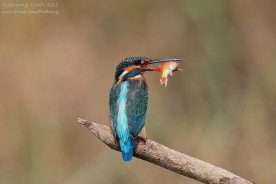 Common Kingfisher