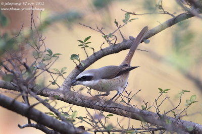 Brown Shrike 