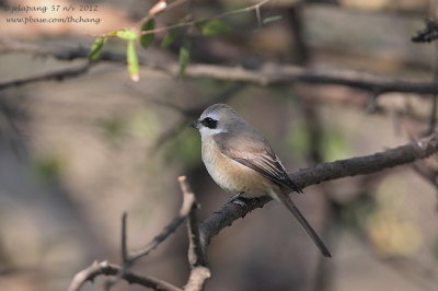 Brown Shrike 