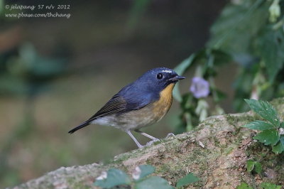 Snowy-browed Flycatcher