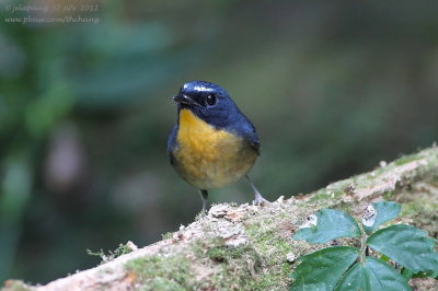 Snowy-browed Flycatcher