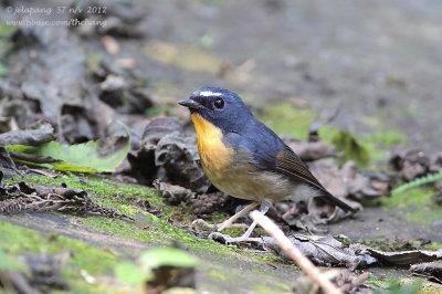 Snowy-browed Flycatcher