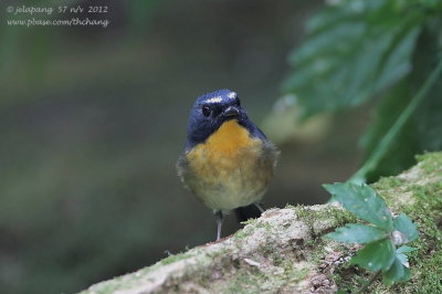 snowybrowed_flycatcher