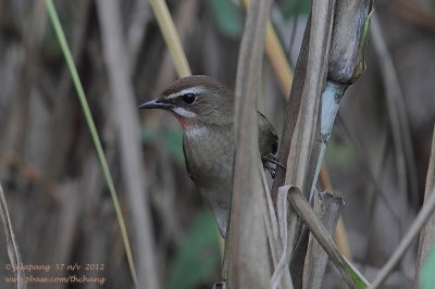 Siberian Rubythroat (Luscinia calliope)