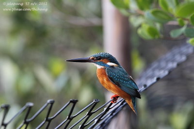 Common Kingfisher