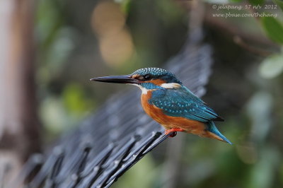 Common Kingfisher