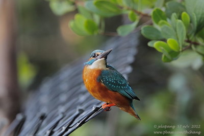 Common Kingfisher