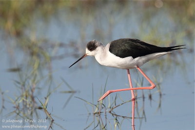 Black-winged Stilt (Himantopus himantopus)