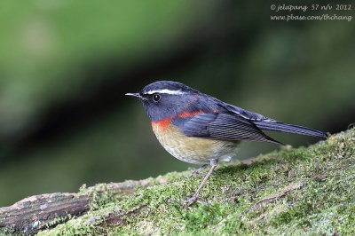 Collared Bush Robin (Luscinia johnstoniae)