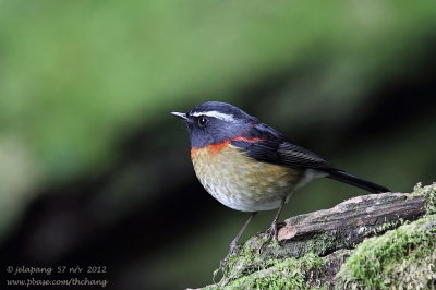 Collared Bush Robin (Luscinia johnstoniae)