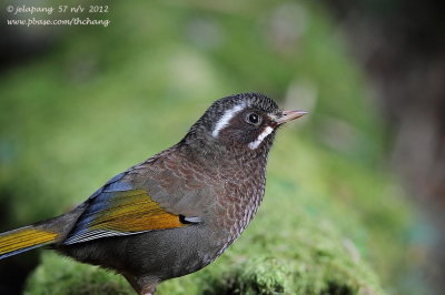 whitewhiskered_laughingthrush_